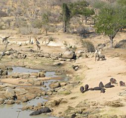Giraffen, afrikanische Elefanten, Flusspferde und verschiedene Arten von Bäumen und Sträuchern am Ruaha River Camp, Tansania 